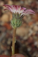 Gerbera tomentosa
