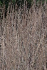 Andropogon virginicus