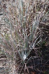 Andropogon virginicus
