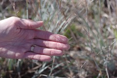 Andropogon virginicus