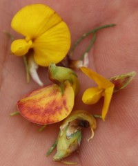 Aspalathus uniflora
