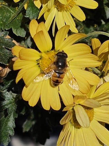 Unknown species found near Nolen Greenhouses, Bronx, NY 10467, USA