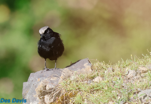 Abyssinian Wheatear