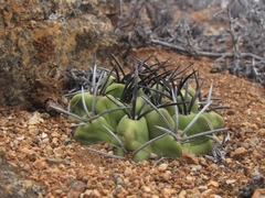 Eriosyce paucicostata