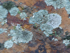 Lecanora sierrae