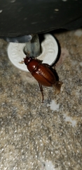 Liogenys