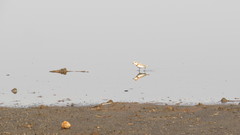 Charadrius pallidus