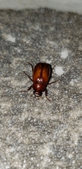 Liogenys