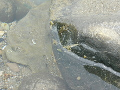 Pachygrapsus socius