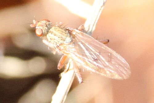 Unknown species found near Rockport, MA, USA