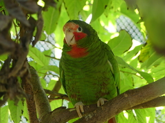 Amazona leucocephala