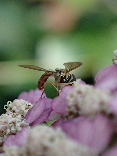 Unknown species found near New Jersey, US