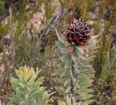 Leucadendron daphnoides