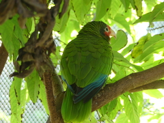 Amazona leucocephala
