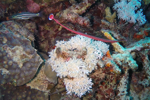 Many-banded pipefish (Dunckerocampus multiannulatus) — Syngnathidae — 4