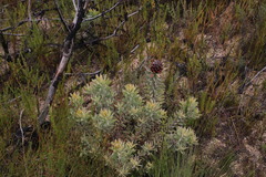 Leucadendron daphnoides