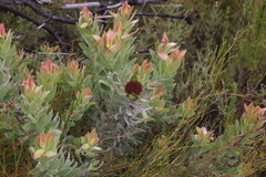 Leucadendron daphnoides
