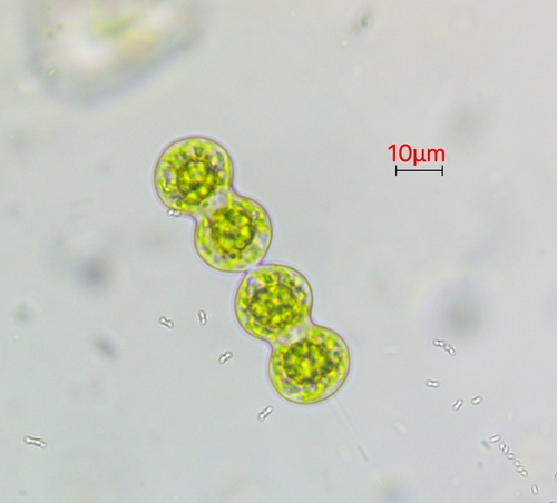 Cosmarium moniliforme