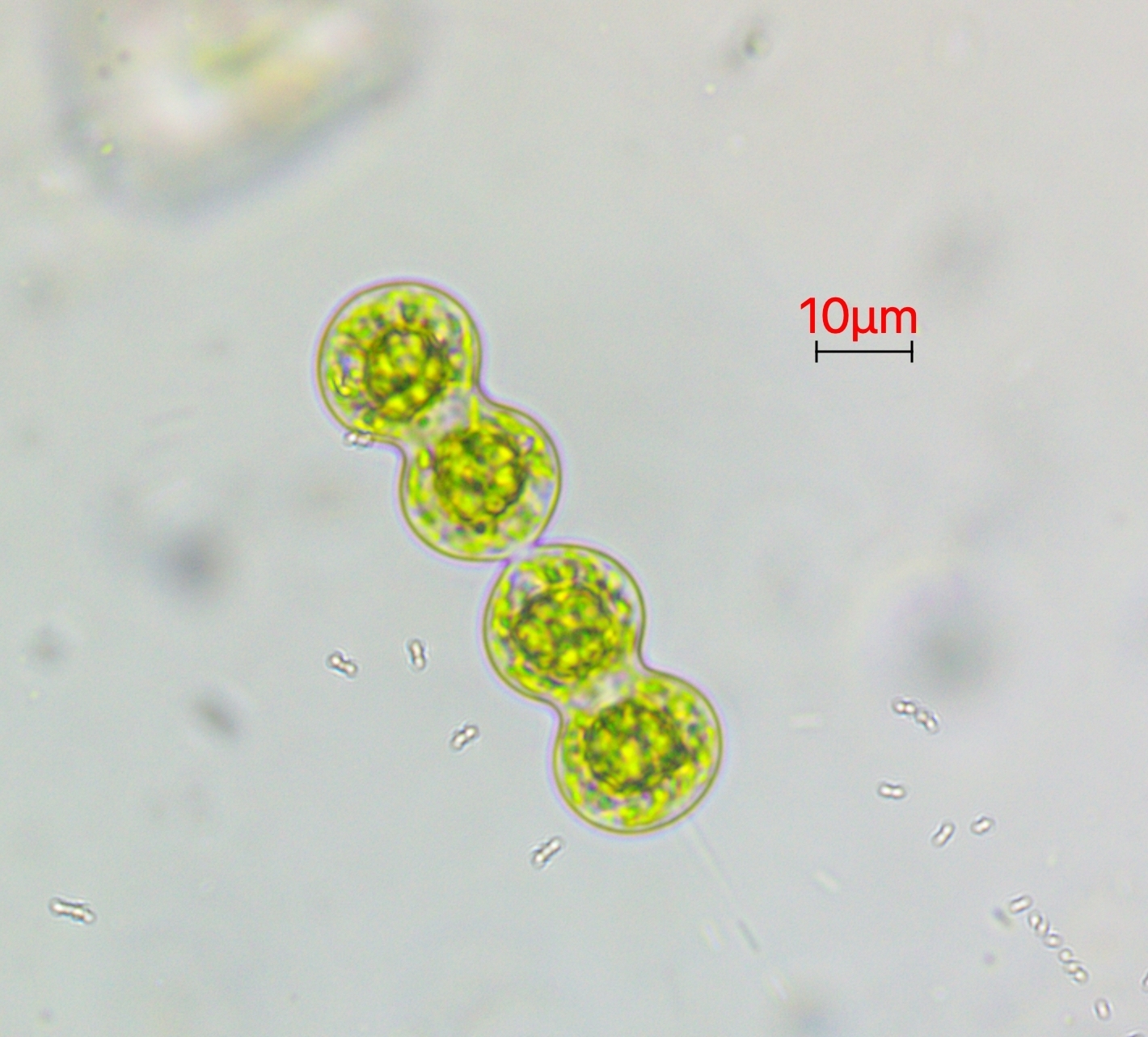 Cosmarium moniliforme