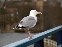 Larus argentatus