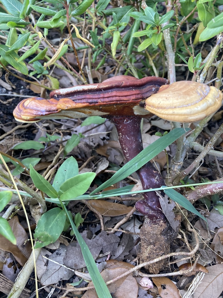 Ganoderma curtisii · November 2025 · photo: © buggybuddy (iNaturalist, cc0)