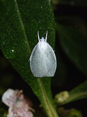 Nymphostola galactina
