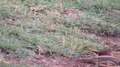 Lagonosticta rubricata