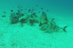 Seriolina nigrofasciata