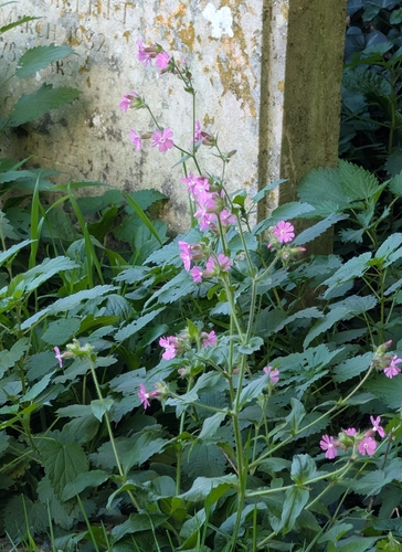 red campion