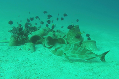 Seriolina nigrofasciata