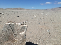 Liolaemus nigromaculatus