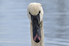 Cygnus buccinator × olor