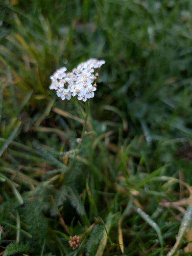 Yarrow