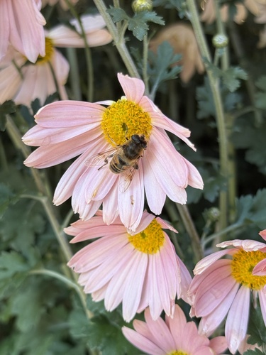Unknown species found near Longwood Gardens, Kennett Square, PA, US