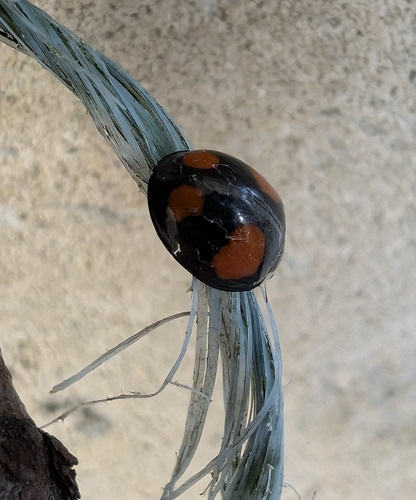 Asian Lady Beetle