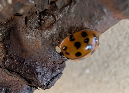 Asian Lady Beetle