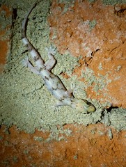 Hemidactylus depressus