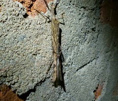 Trachythorax illaesa
