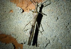 Trachythorax illaesa