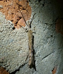 Trachythorax illaesa