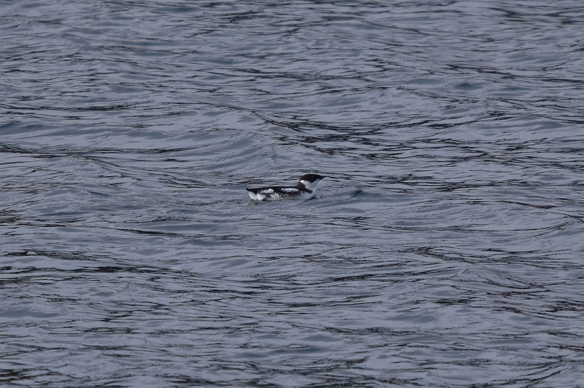 Marbled Murrelet