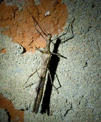 Trachythorax illaesa