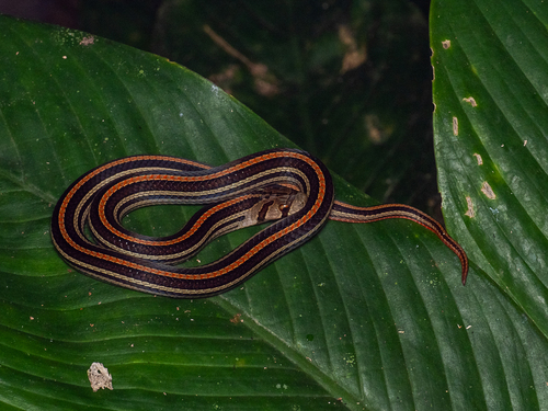 Eight-striped Kukri Snake