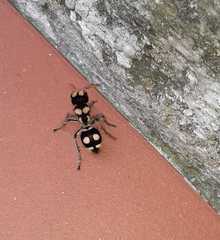 Hoplomutilla insignis