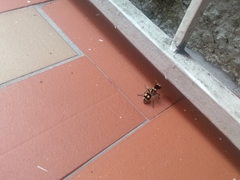 Hoplomutilla insignis