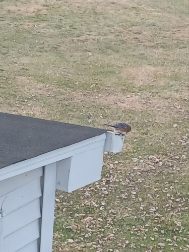 Eastern Bluebird