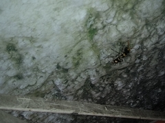 Hoplomutilla insignis