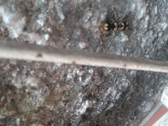 Hoplomutilla insignis