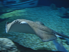 Bathytoshia centroura