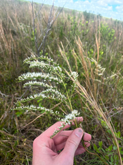 Eupatorium leptophyllum, photograph author not stated, no rights reserved
